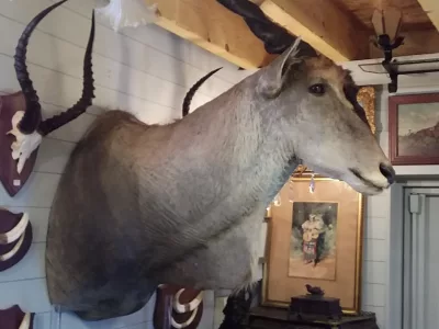 Taxidermie Cabinet de curiosité Trophée de chasse africaine buste d'élan du Cap