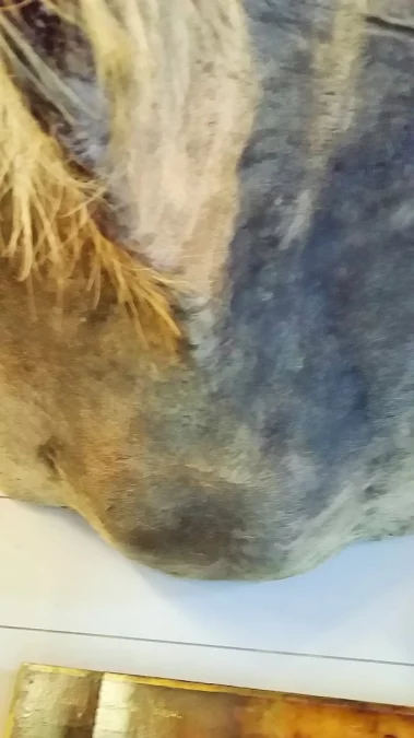 Taxidermie Cabinet de curiosité Trophée de chasse africaine buste d'élan du Cap