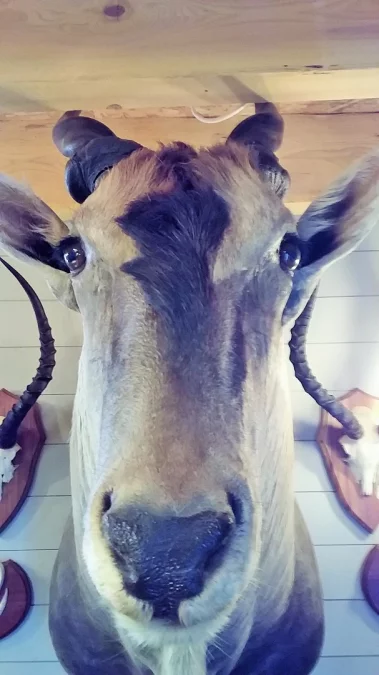 Taxidermie Cabinet de curiosité Trophée de chasse africaine buste d'élan du Cap