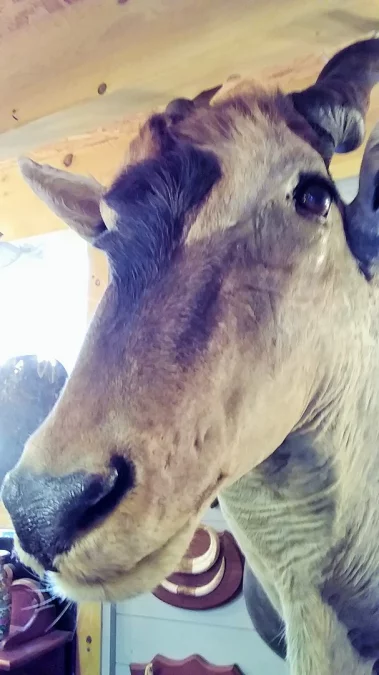Taxidermie Cabinet de curiosité Trophée de chasse africaine buste d'élan du Cap