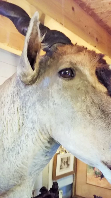 Taxidermie Cabinet de curiosité Trophée de chasse africaine buste d'élan du Cap