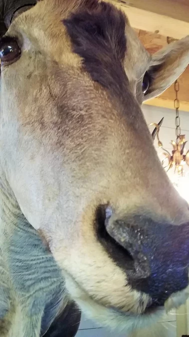 Taxidermie Cabinet de curiosité Trophée de chasse africaine buste d'élan du Cap