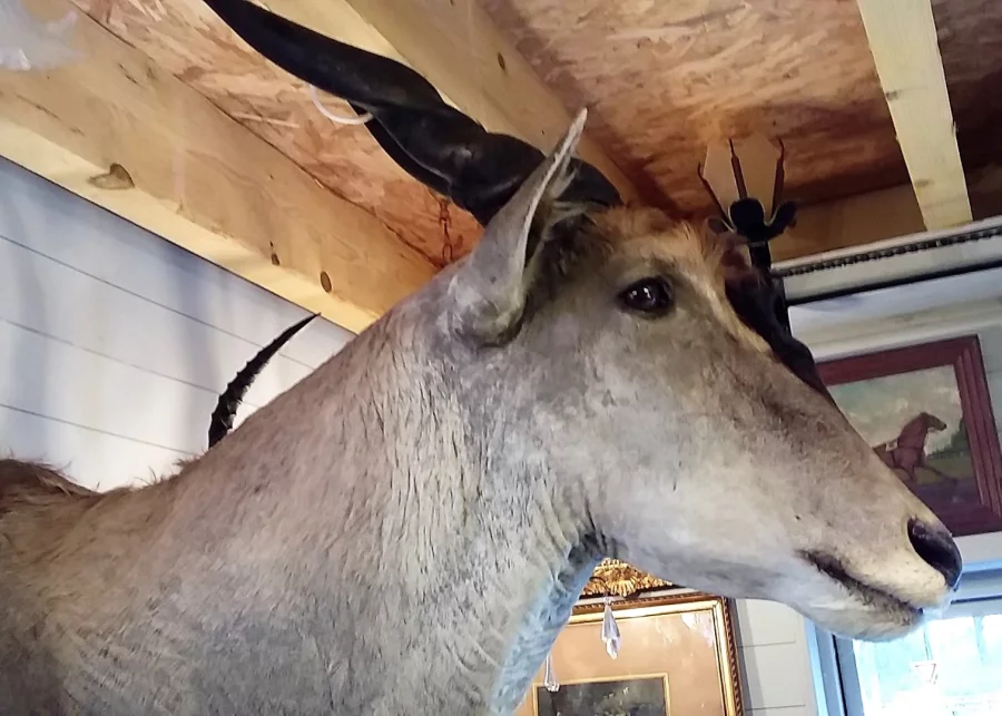 Taxidermie Cabinet de curiosité Trophée de chasse africaine buste d'élan du Cap