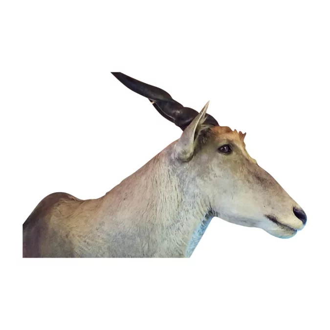 Taxidermie Cabinet de curiosité Trophée de chasse africaine buste d'élan du Cap