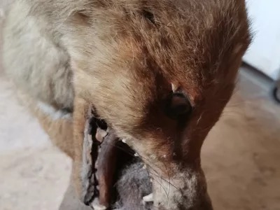 TAXIDERMY FOX