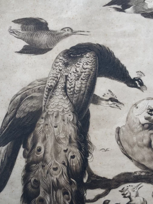 Gravure XVIIIe siècle, « A Concert of Birds ».