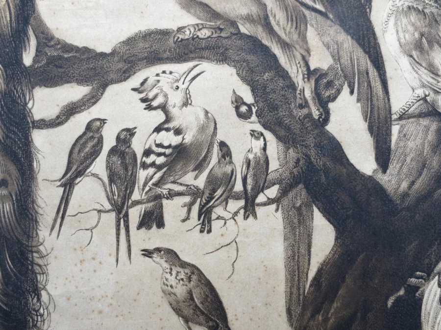Gravure XVIIIe siècle, « A Concert of Birds ».