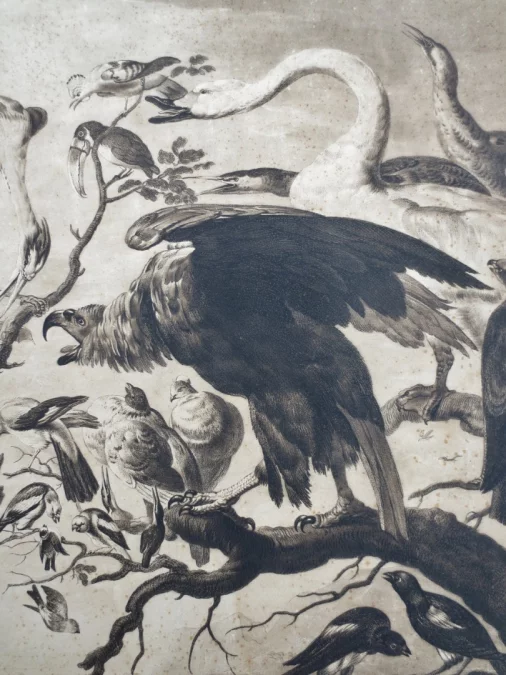Gravure XVIIIe siècle, « A Concert of Birds ».